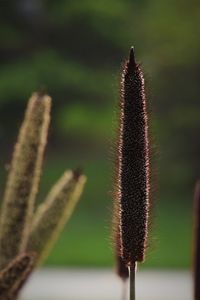 Close-up of succulent plant
