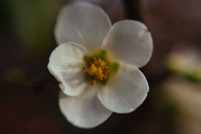 Close-up of flower against blurred background