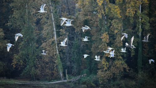 Birds flying over trees