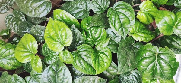 Full frame shot of green leaves