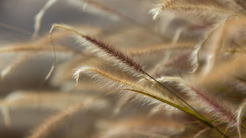 Close-up of plant