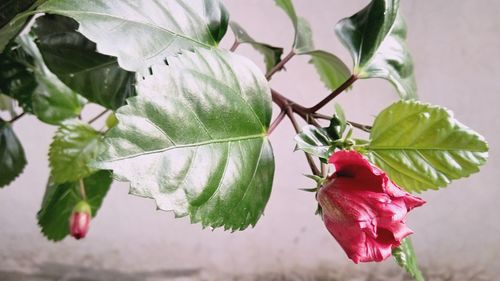 Close-up of red rose blooming outdoors