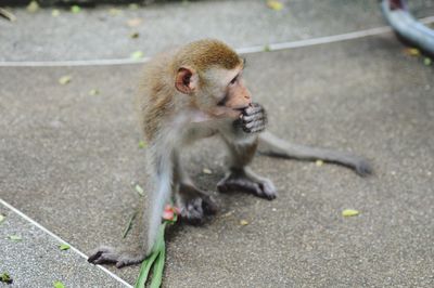 High angle view of monkeys on footpath in city