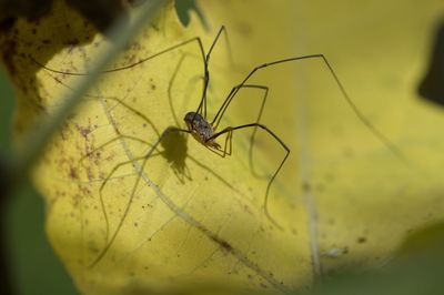 Close-up of spider