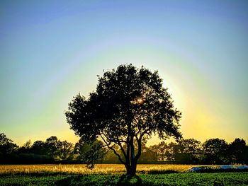 Silhouette trees on field against sky during sunset