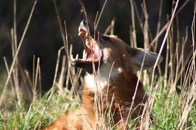 Close-up of rabbit yawning in grass