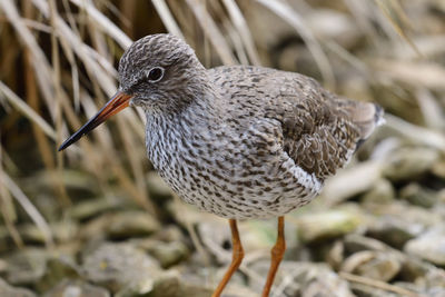 Close-up of a redshank 