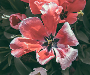 Close-up of pink flower