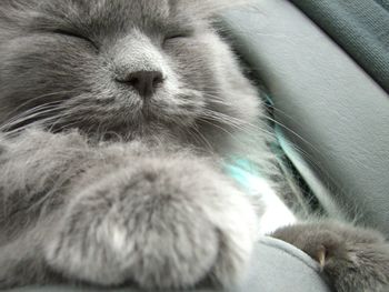 Close-up of cat sleeping