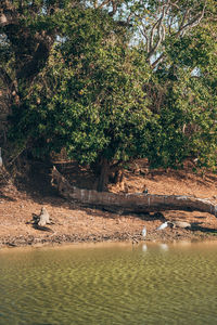 Scenic view of lake