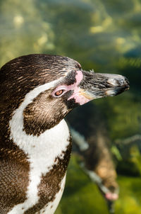 Close-up of a penguin