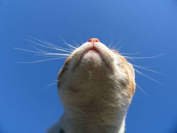 Low angle view of cat head against clear blue sky