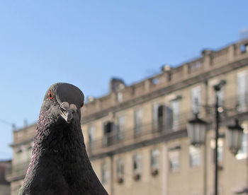 Close-up portrait of pigeon against building