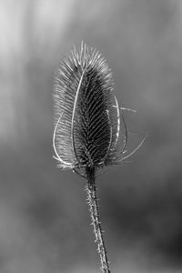 Close-up of dandelion against white background