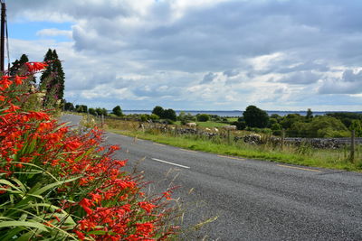 View of flowering plants by road against cloudy sky