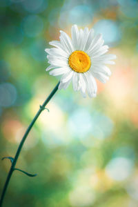 Close-up of white flowering plant