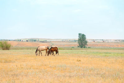 Herd of horses with foals graze in meadow. countryside landscape of horses eat grass in field 