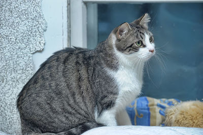 Close-up of a cat looking away at home