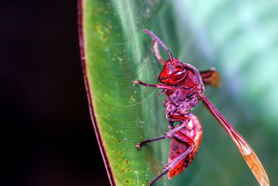 Close-up of insect on leaf