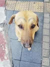 High angle portrait of dog on footpath