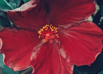 Close-up of red hibiscus blooming outdoors