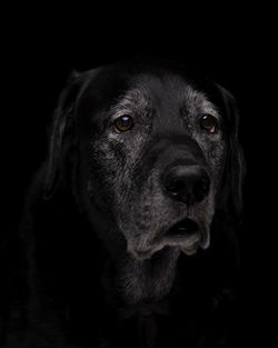 Close-up portrait of a dog