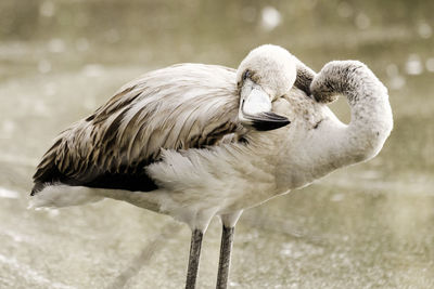 Close-up of swan