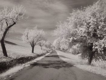 Empty road amidst trees against sky