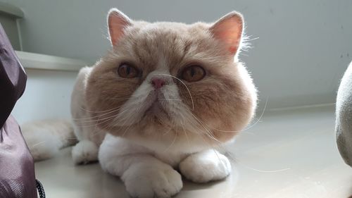 Close-up portrait of a cat