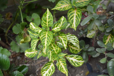 High angle view of plants growing on field