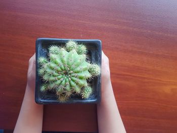 High angle view of potted plants on table