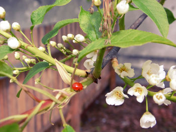 Close-up of insect on plant