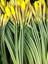 Full frame shot of green leaves