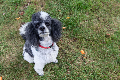 Dog standing on grassy field