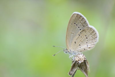 Close-up of butterfly