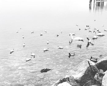 Flock of birds on beach