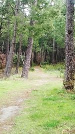 Trees in forest