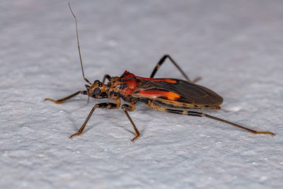 Close-up of insect on footpath