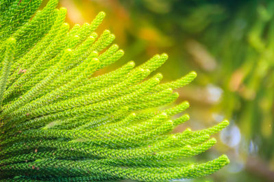 Close-up of green leaves