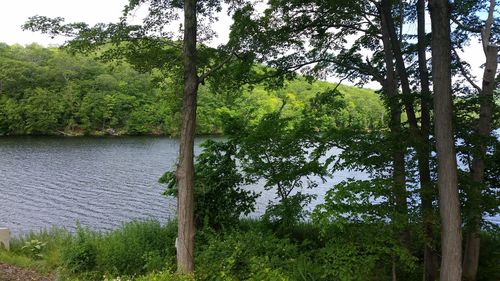 Scenic view of river in forest