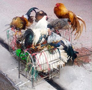 High angle view of chickens on cage