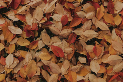 Full frame shot of autumn leaves