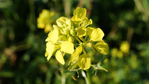 Close-up of yellow flowering plant