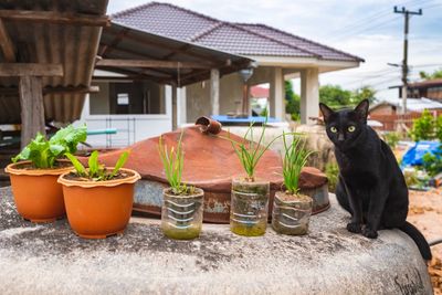 Cat and potted plants outside house