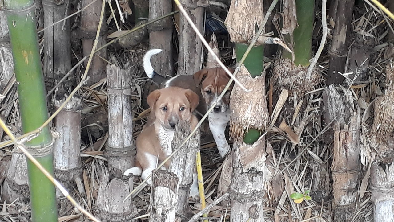 VIEW OF A DOG IN THE GROUND