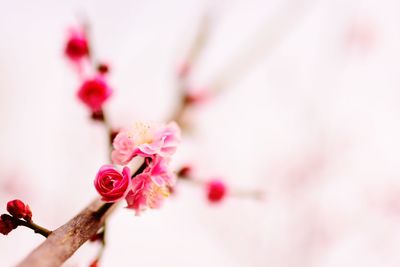 Close-up of pink flowers