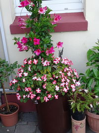 plant