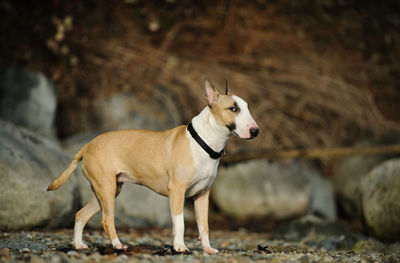 Dog standing outdoors