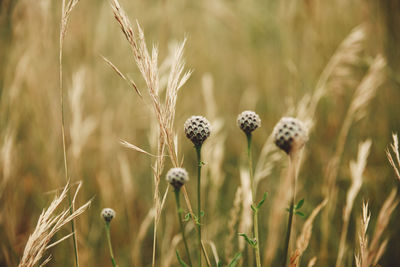 Close-up of crop growing in field