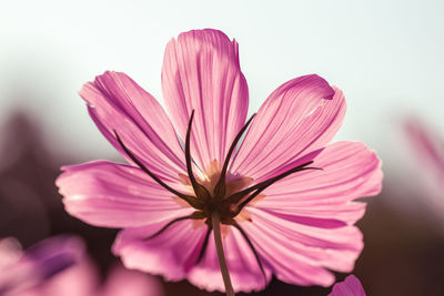 Close-up of pink flower against blurred background